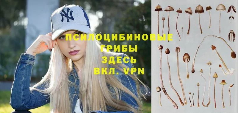 дарк нет клад  блэк спрут зеркало  Богучар  Псилоцибиновые грибы Psilocybe 